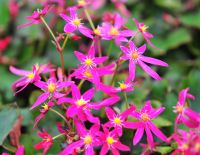 Numerous deep pink to red flowers in autumn